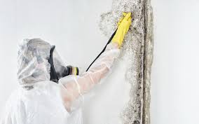 Best Forensic Mold Investigation  in Cadiz, OH